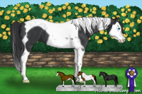 Horse Color:Black Splash Tobiano 