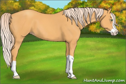 Horse Color: Gold Cream Champagne Splash 