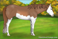 Horse Color:Liver Chestnut Splash 