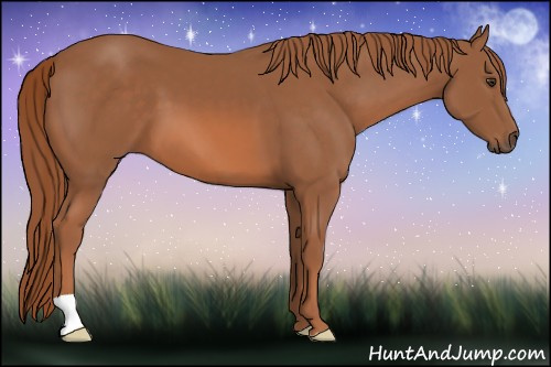 Horse Color: Liver Chestnut 