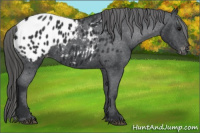 Horse Color:Black Appaloosa Rabicano 