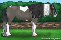 Horse Color:Grullo Splash Tobiano Rabicano 