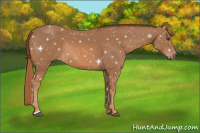 Horse Color:Chestnut Rabicano 