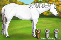Horse Color:Gray Red Dun Roan Splash Appaloosa 