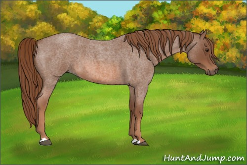 Horse Color: Unknown 