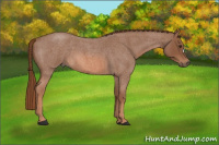 Horse Color:Liver Red Roan 