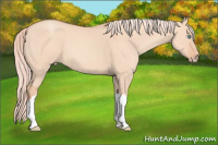 Horse Color:Gray Cremello Dun 