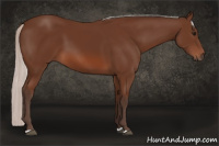 Horse Color:Silver Bay 