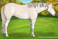 Horse Color:White Spotted Perlino 