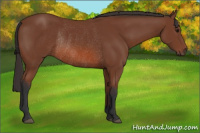 Horse Color:Bay Rabicano 