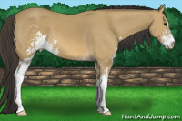 Horse Color:Buckskin Sabino