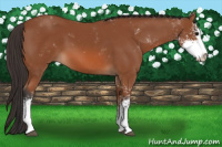 Horse Color:Bay Sabino 
