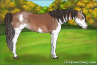 Horse Color:Bay Splash 