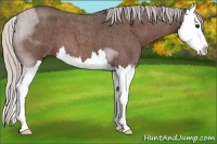 Horse Color:Silver Bay Roan Splash 