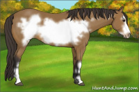 Horse Color:Buckskin Frame 