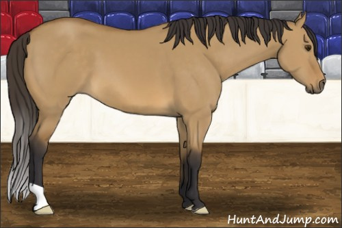 Horse Color: Buckskin Dun 