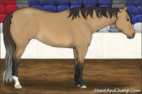 Horse Color:Buckskin Dun 