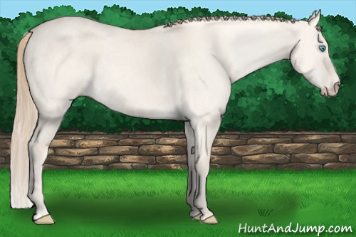 Horse Color: Perlino Dun 