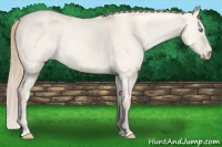Horse Color:Perlino Dun 