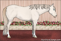 Horse Color:Perlino Dun 