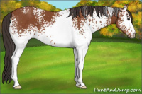 Horse Color:White Spotted Bay 