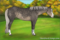 Horse Color:Silver Smoky Black Sabino Splash