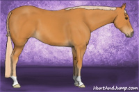 Horse Color:Palomino 