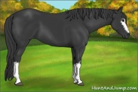 Horse Color:White Spotted Black 