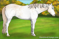 Horse Color:White Spotted Perlino 