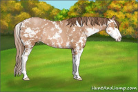 Horse Color:Brown Pearl Sabino Rabicano 