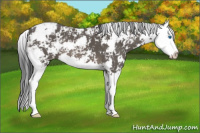Horse Color:Black Sabino Splash 