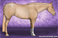 Horse Color:Chestnut Pearl Rabicano 