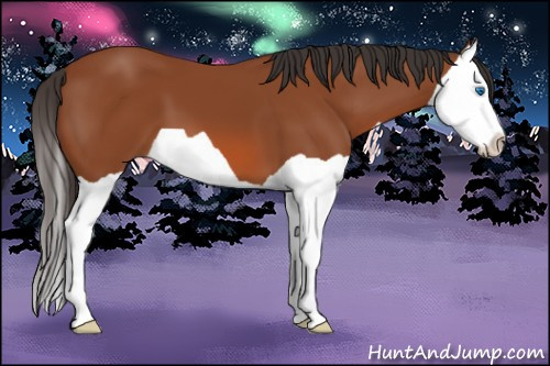 Horse Color: Bay Splash 