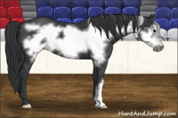 Horse Color:Black Frame 