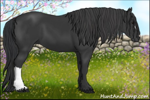 Horse Color: Black 