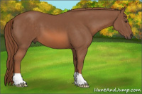 Horse Color:Liver Chestnut