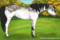Horse Color:Gray White Spotted Grullo Frame 
