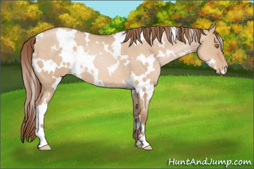 Horse Color: Unknown 