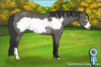 Horse Color:Black Frame Rabicano