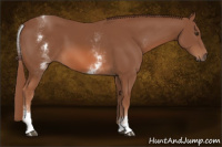 Horse Color:White Spotted Liver Chestnut