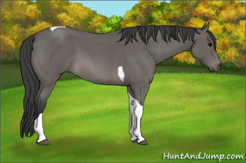 Horse Color: Unknown 