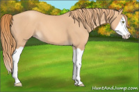 Horse Color:Gold Champagne Splash