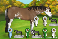 Horse Color:Gray Bay Dun Sabino 