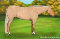 Horse Color:Chocolate Palomino Roan 