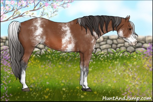 Horse Color: White Spotted Bay 