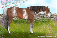 Horse Color:White Spotted Bay 