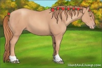 Horse Color:Gold Champagne 