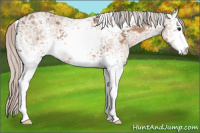Horse Color:White Spotted Silver Bay Ice Dun Sabino 