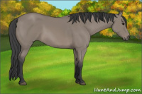 Horse Color:Grullo 