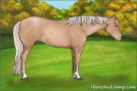 Horse Color:Silver Black Pearl Sabino